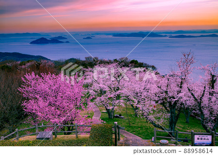 Shiudeyama, a famous place for cherry blossoms recognized by the world Shiudeyama, a famous place for cherry blossoms recognized by the world 88958614