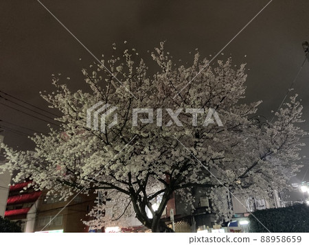 夜櫻在小雨中綻放 88958659