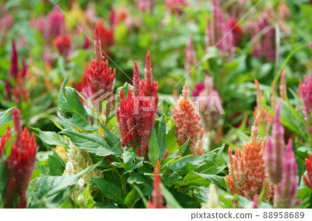 Keito的花 Keito的花 88958689
