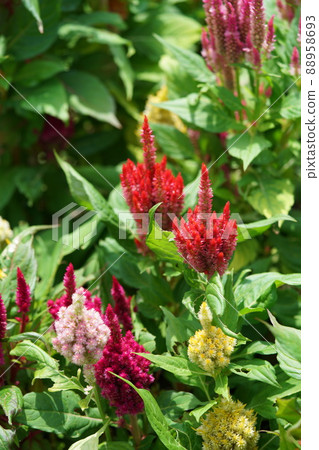 Keito的花 Keito的花 88958693