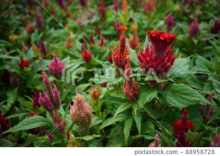 Flowers of Keito Flowers of Keito 88958728