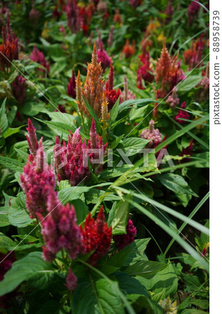 Keito的花 Keito的花 88958739