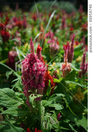 Flowers of Keito Flowers of Keito 88958740
