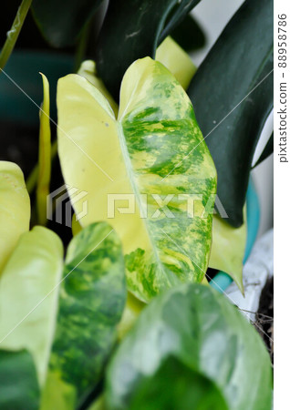 Philodendron Burle Marx Variegated, Philodendron or ARACEAE 88958786