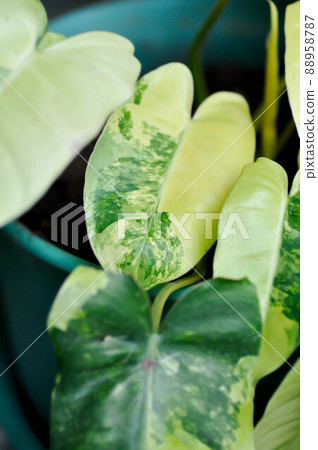 Philodendron Burle Marx Variegated, Philodendron or ARACEAE 88958787