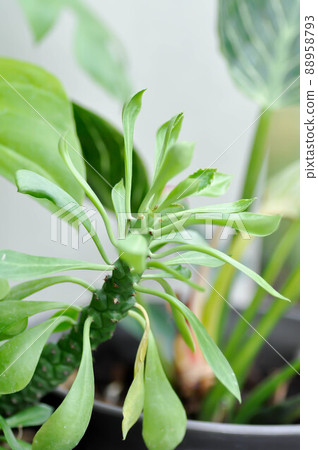Monadenium, Euphorbia ritchiei or EUPHORBIACEAE 88958793