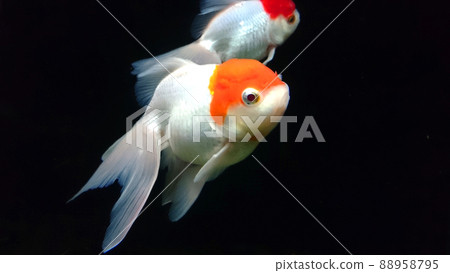 White goldfish White goldfish 88958795