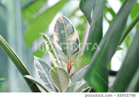 Decora Tree, Indian Rubber Tree or Rubber Plant or Variegated Indian Rubber or Ficus elastica or Assam Rubber Decora Tree, Indian Rubber Tree or Rubber Plant or Variegated Indian Rubber or Ficus elastica or Assam Rubber 88958796