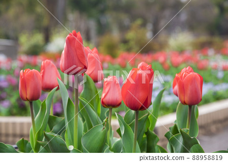 Tulip Tulip 88958819