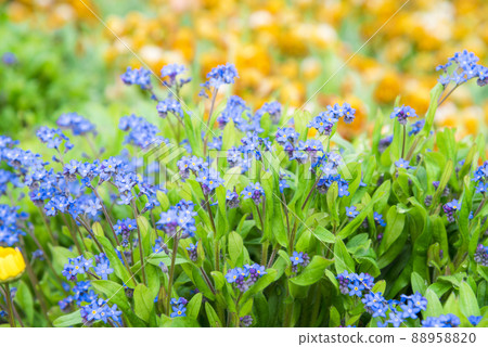 勿忘草屬 88958820