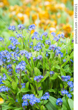 勿忘草屬 88958821
