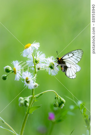 Photographing a parnassius glacialis sucking honey in a fresh green park Spring butterfly Saitama Prefecture Photographing a parnassius glacialis sucking honey in a fresh green park Spring butterfly Saitama Prefecture 88958940