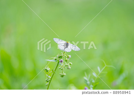 Photographing a parnassius glacialis sucking honey in a fresh green park Spring butterfly Saitama Prefecture 88958941