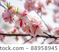 Hanamomo 88958945