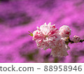 Moss phlox 88958946
