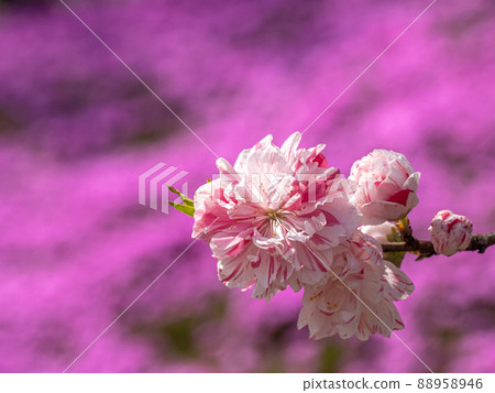 Moss phlox 88958946