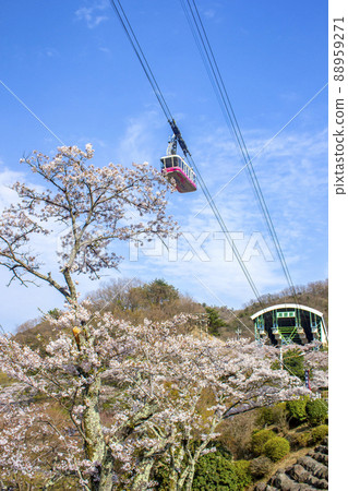 櫻花和別府索道 櫻花和別府索道 88959271