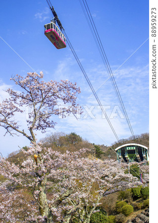 櫻花和別府索道 櫻花和別府索道 88959273