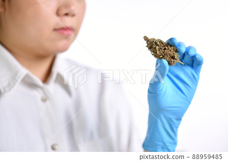 Scientist researcher holding, inspecting medicinal cannabis flower doing research for recreational Scientist researcher holding, inspecting medicinal cannabis flower doing research for recreational 88959485