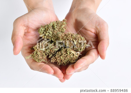 Hands holding cannabis flowers while doing research and inspection for medicinal and recreational 88959486