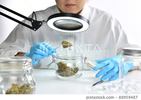 Scientist  holding medicinal cannabis flower with forceps and inspecting through magnifying glass 88959487