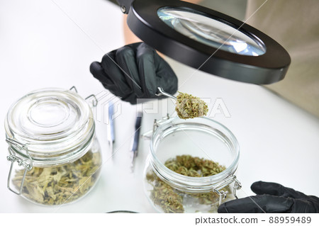 Scientist  holding medicinal cannabis flower with forceps and inspecting through magnifying glass 88959489
