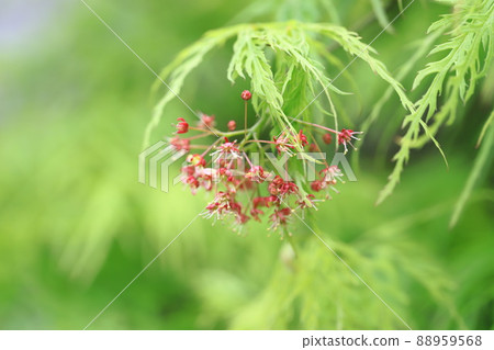 Aoshidare 紅葉的新葉和紅花 88959568