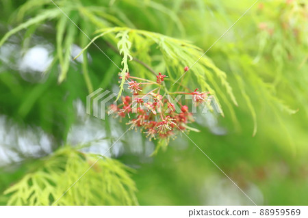 New leaves and red flowers of Aoshidare Momiji New leaves and red flowers of Aoshidare Momiji 88959569