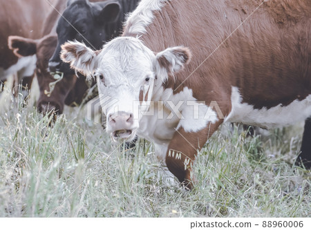 Cows in Countryside,in  Pampas landscape, Argentina 88960006