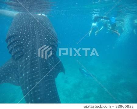 Wild whale shark inhabiting the Philippines 88960082