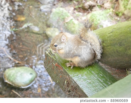 Squirrels inhabiting Canadian capilano Squirrels inhabiting Canadian capilano 88960089