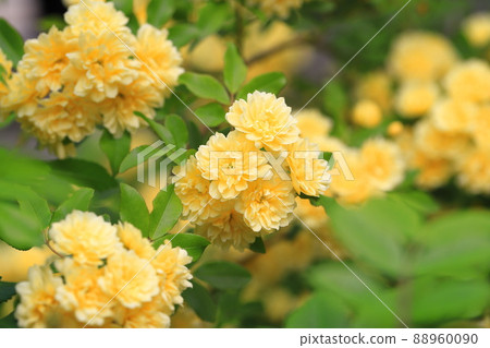 Yellow lady bank's rose (Lady Banks' rose) Yellow lady bank's rose (Lady Banks' rose) 88960090