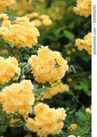 Yellow lady bank's rose (Lady Banks' rose) 88960092
