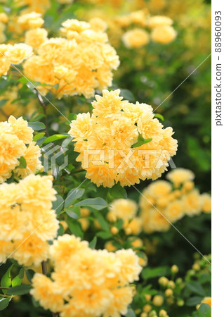 黃色女士銀行的玫瑰 (Lady Banks' rose) 88960093