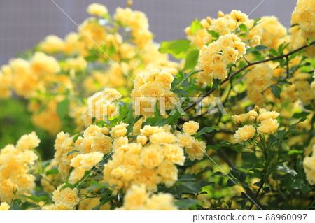 Yellow lady bank's rose (Lady Banks' rose) 88960097