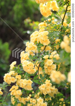 Yellow lady bank's rose (Lady Banks' rose) 88960098