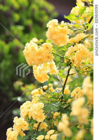 Yellow lady bank's rose (Lady Banks' rose) 88960099