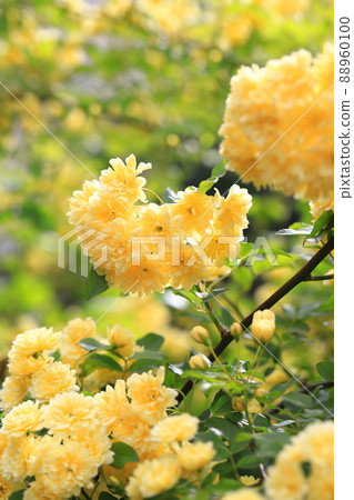 Yellow lady bank's rose (Lady Banks' rose) 88960100