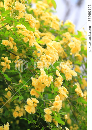 黃色女士銀行的玫瑰 (Lady Banks' rose) 黃色女士銀行的玫瑰 (Lady Banks' rose) 88960101