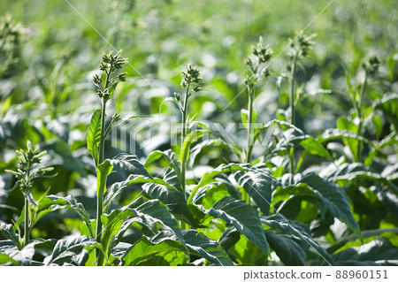 Tobacco flower 1 88960151