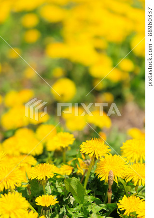 蒲公英 蒲公英 88960337