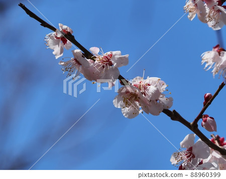Pink plum blossoms Red winter to plum Pink plum blossoms Red winter to plum 88960399