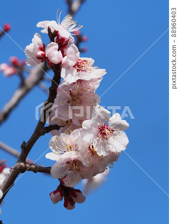 Pink plum blossoms Red winter to plum Pink plum blossoms Red winter to plum 88960403