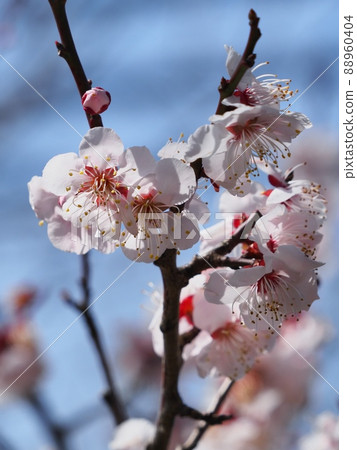 粉紅色的梅花 紅色的冬天來梅 88960404