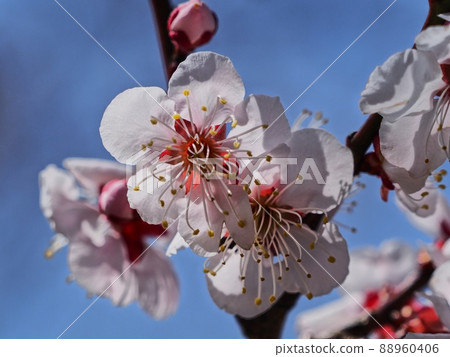 Pink plum blossoms Red winter to plum Pink plum blossoms Red winter to plum 88960406
