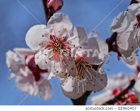Pink plum blossoms Red winter to plum Pink plum blossoms Red winter to plum 88960407
