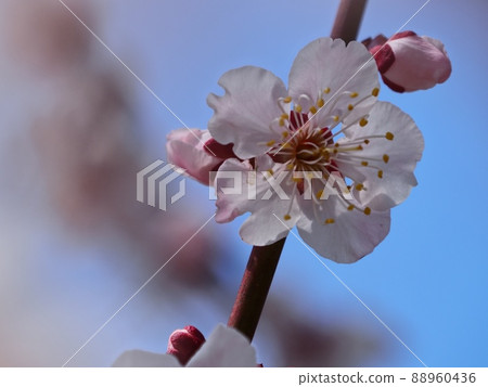 粉紅色的梅花 紅色的冬天來梅 88960436