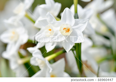 水仙 88960447