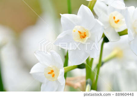 水仙 水仙 88960448