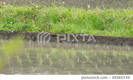 日本的鄉村景觀|稻田/稻田種植後的圖像 日本的鄉村景觀|稻田/稻田種植後的圖像 88960549